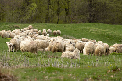 Sheep grazing in pasture