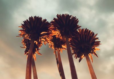 Low angle view of wilted flower against sky