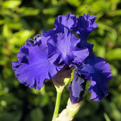 Close-up of purple flowering plant