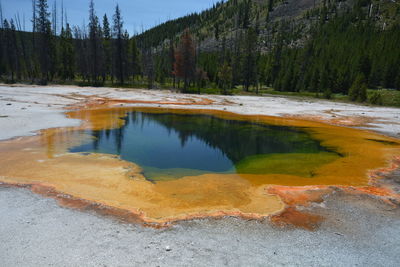 Scenic view of lake against trees in forest