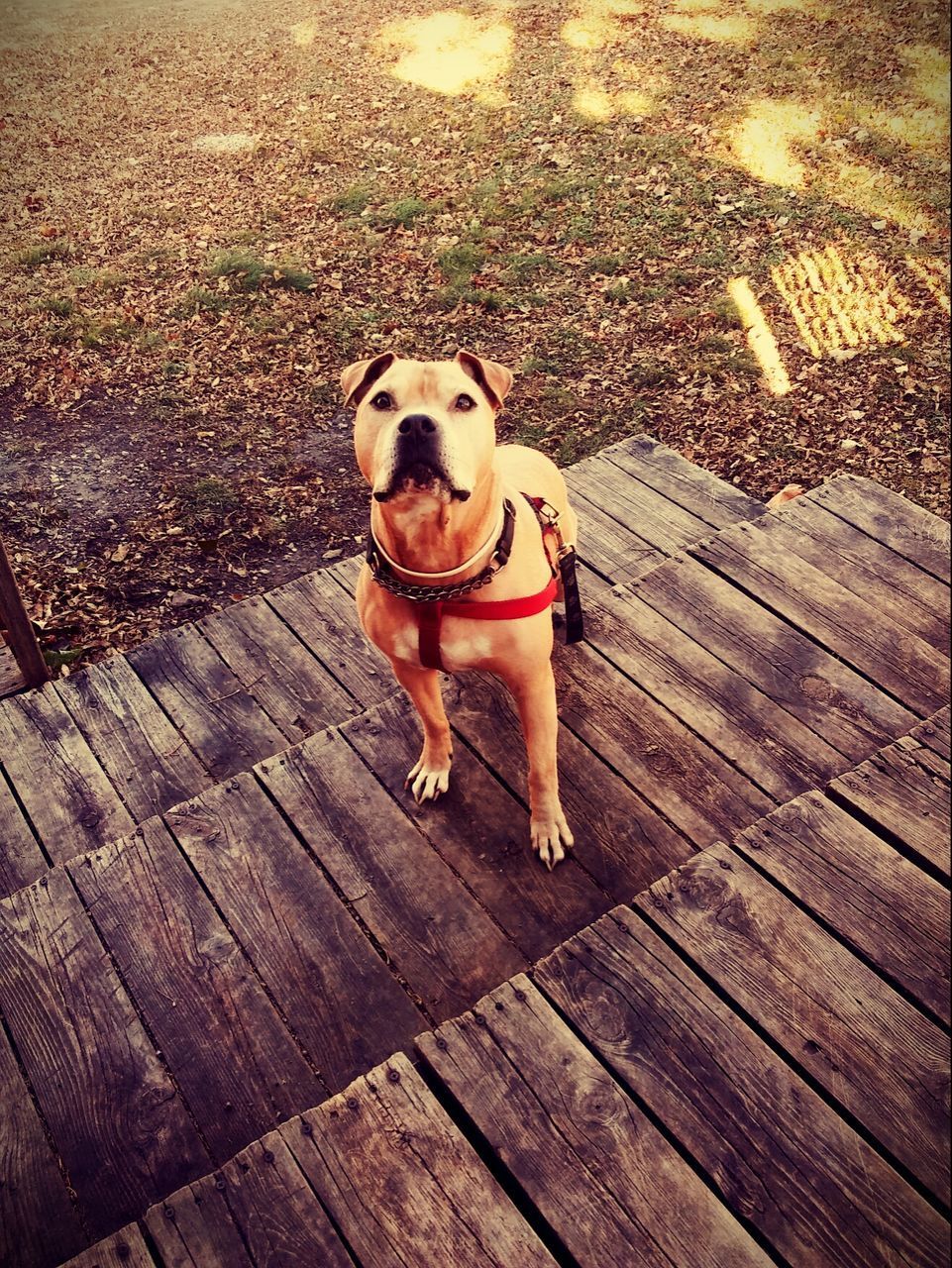 HIGH ANGLE VIEW PORTRAIT OF DOG