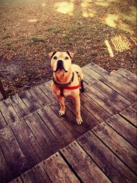 High angle portrait of dog sticking out tongue