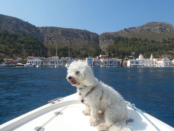 Dog in sea by mountains against sky