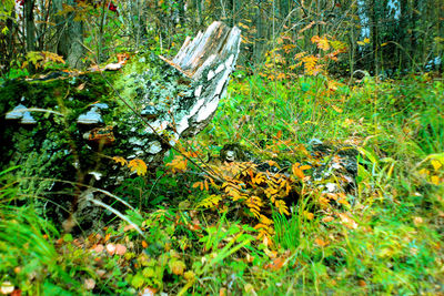 View of yellow flowering plants on field