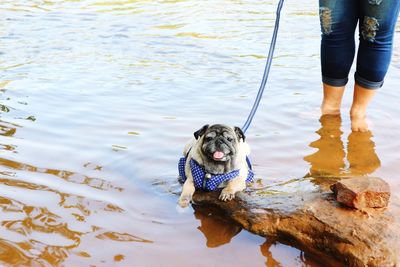 Low section of person with dog standing in water