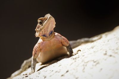 Close-up of lizard on rock