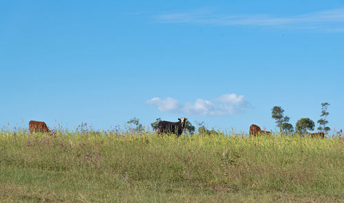 View of cows on field against sky