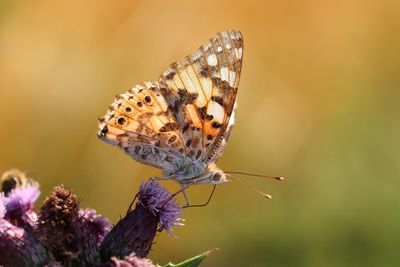 Close-up of butterfly pollinating on flower