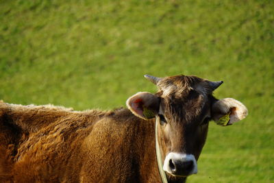 Cows in a field