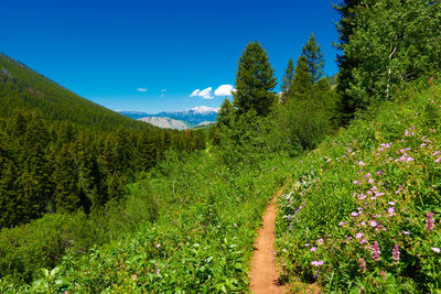 Scenic view of flowering plants and trees against sky