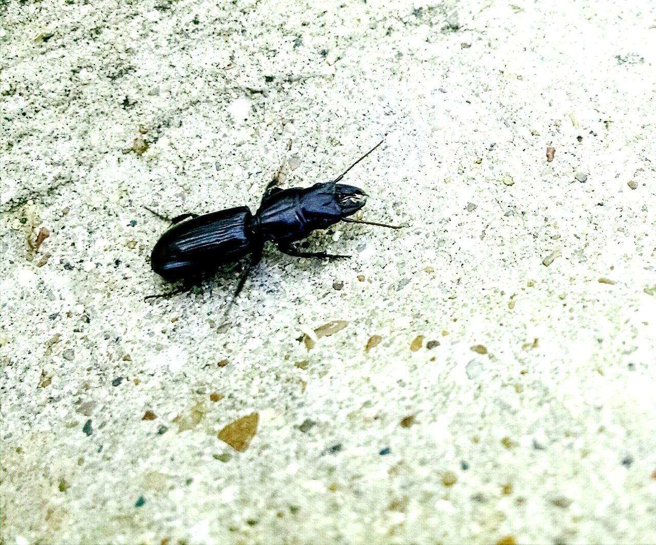 insect, one animal, animal themes, animals in the wild, high angle view, wildlife, close-up, selective focus, black color, nature, outdoors, day, textured, no people, ant, dead animal, full length, rock - object, ground, beetle