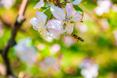 Close-up of insect on cherry blossom