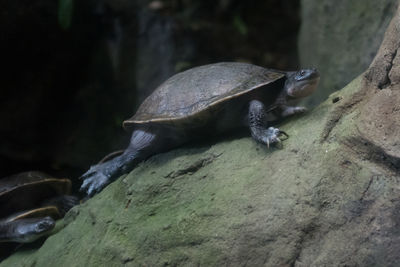 Close-up of lizard on rock