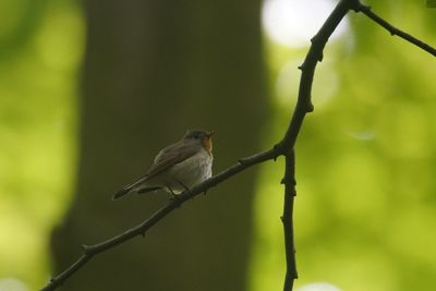 Bird perching on a tree