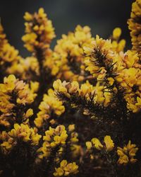 Close-up of yellow flowering plant