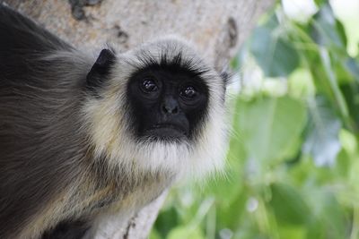 Close-up portrait of a monkey