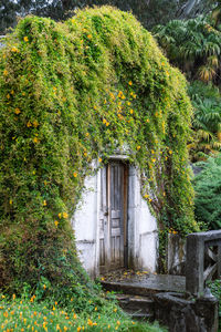 Trees growing outside house