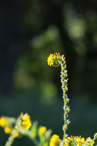 Close-up of yellow flowers