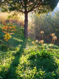 Trees growing in forest