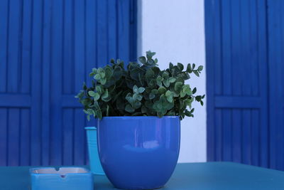 Close-up of potted plant on table