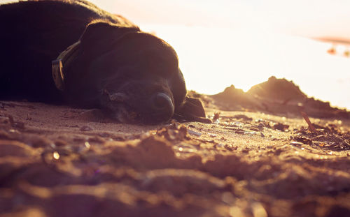 Close-up of a dog on beach