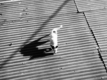 High angle view of bird perching on shadow