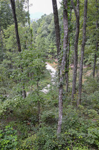 Scenic view of forest