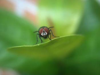 Close-up of insect on leaf