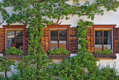 View of plants against building
