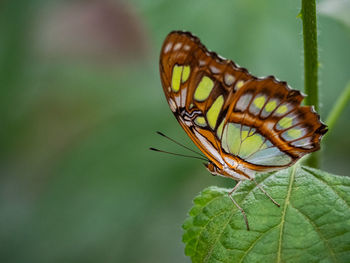 Close-up of butterfly on leaf