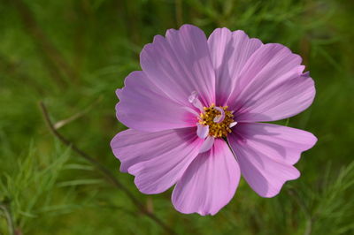 Close-up of pink cosmos blooming in park