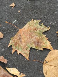 Fallen leaves on road