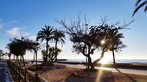 Palm trees on beach against sky