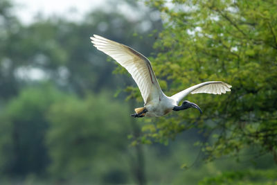 Low angle view of bird flying