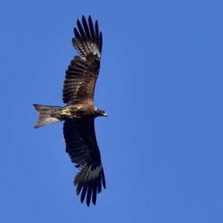 Low angle view of eagle flying against clear blue sky