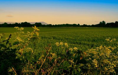 Scenic view of field against clear sky