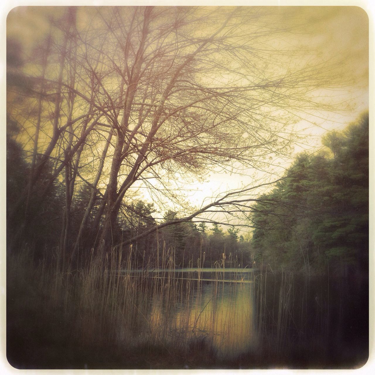 transfer print, auto post production filter, tree, bare tree, branch, sky, nature, built structure, tranquility, no people, outdoors, architecture, water, building exterior, tranquil scene, sunset, field, growth, day, silhouette