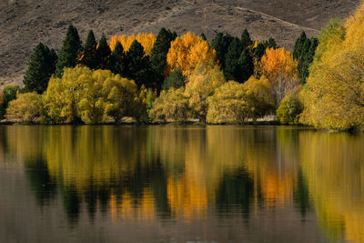 Beautiful autumn trees reflected in the water, twizel, south island.