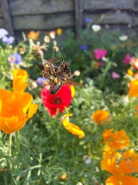 Close-up of insects on flower