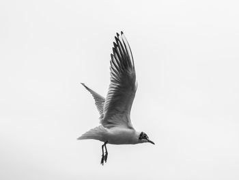 Seagull flying against clear sky