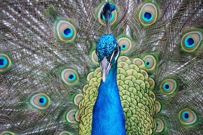 Close-up of peacock