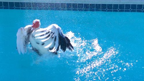 Woman swimming in pool