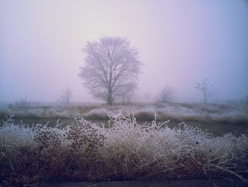 Bare trees on field against sky during winter