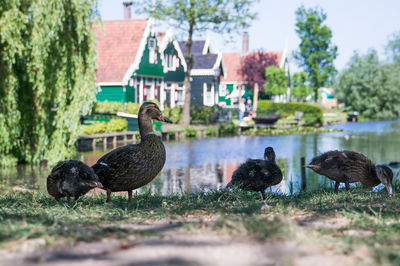 Close-up of birds in water