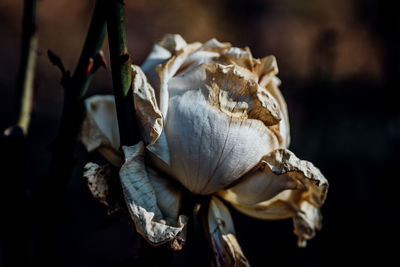 Close-up of flowers against blurred background