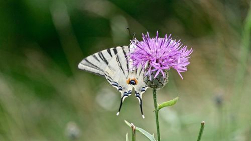 Close-up of butterfly pollinating on purple flower