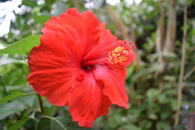 Close-up of red flower