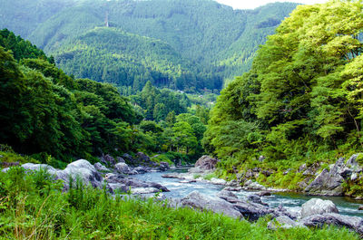 Scenic view of river flowing through forest