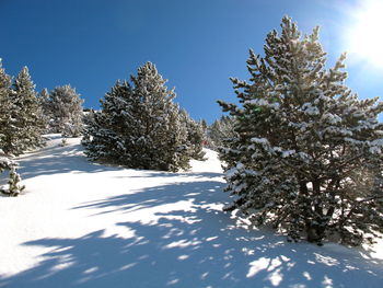 Snow covered trees against clear sky