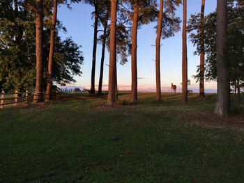 Trees on field in forest